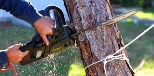 Lawn Maintenance Plans in Monterey Park, CA