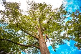 Best Tree Trimming and Pruning  in Monterey Park, CA