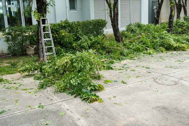 Best Tree Mulching  in Monterey Park, CA