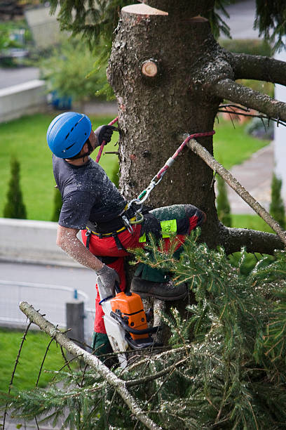 Best Emergency Tree Removal  in Monterey Park, CA